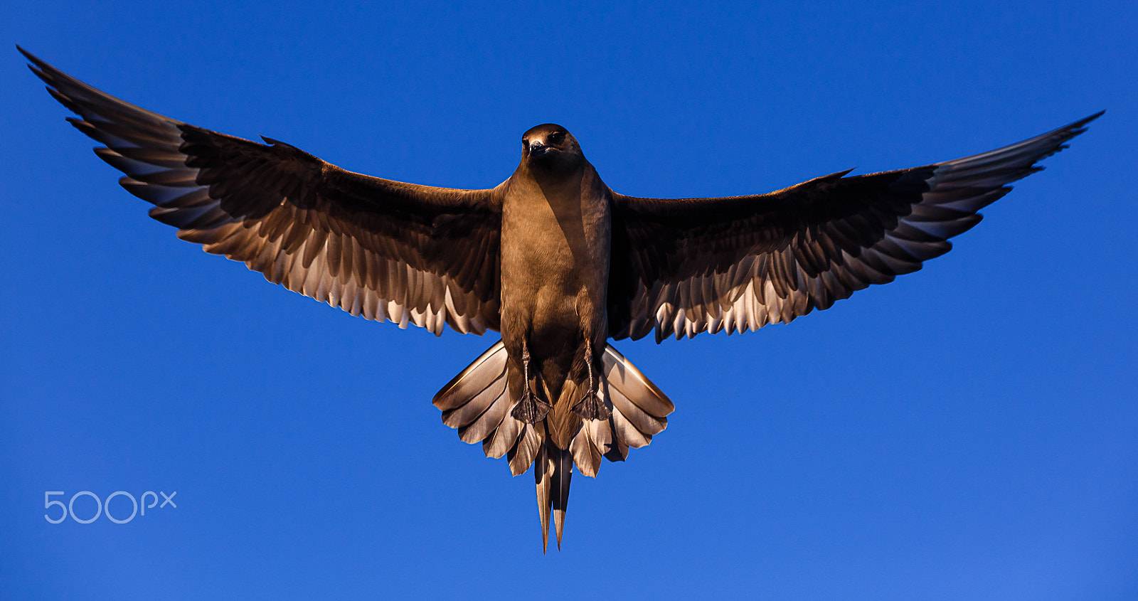 Canon EOS 5DS sample photo. Aectic skua, lauvsnes, norway photography
