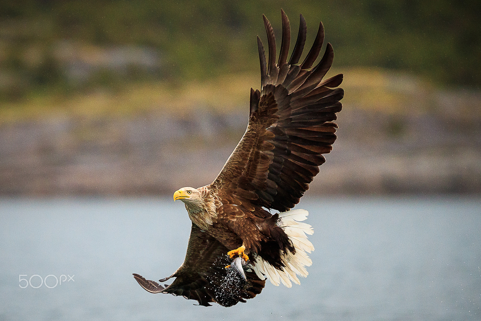 Canon EF 300mm F2.8L IS II USM sample photo. White tail eagle, lauvsnes, norway photography