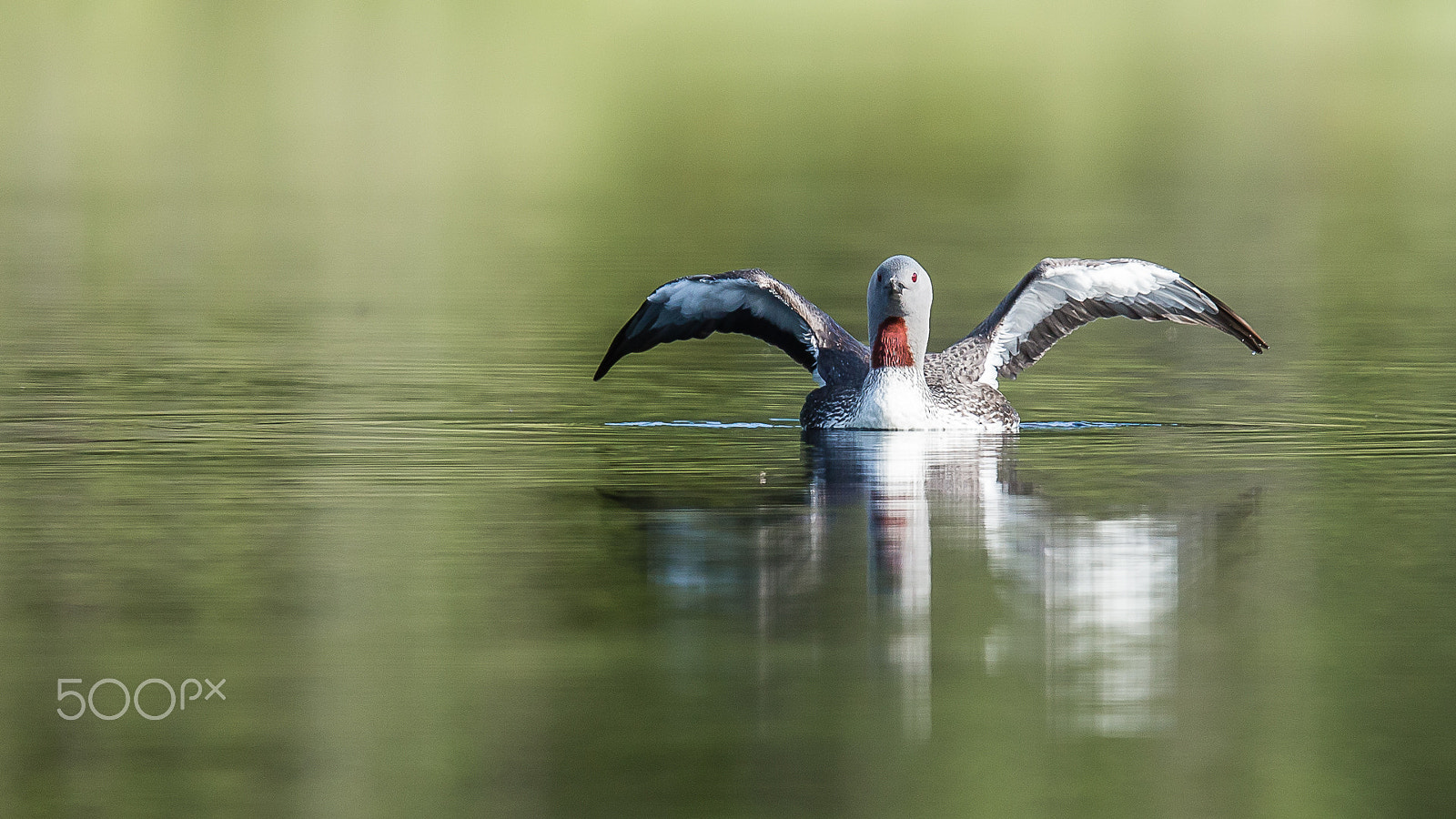 Canon EOS-1D X + Canon EF 600mm F4L IS II USM sample photo. Red throated diver, finland photography