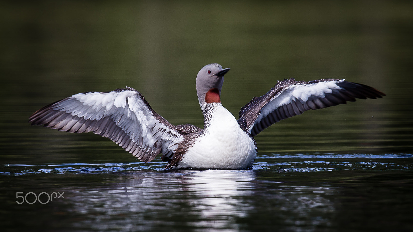 Canon EF 600mm F4L IS II USM sample photo. Red throated diver, finland photography