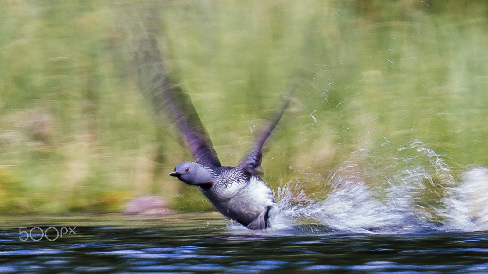 Canon EF 600mm F4L IS II USM sample photo. Red throated diver, finland photography
