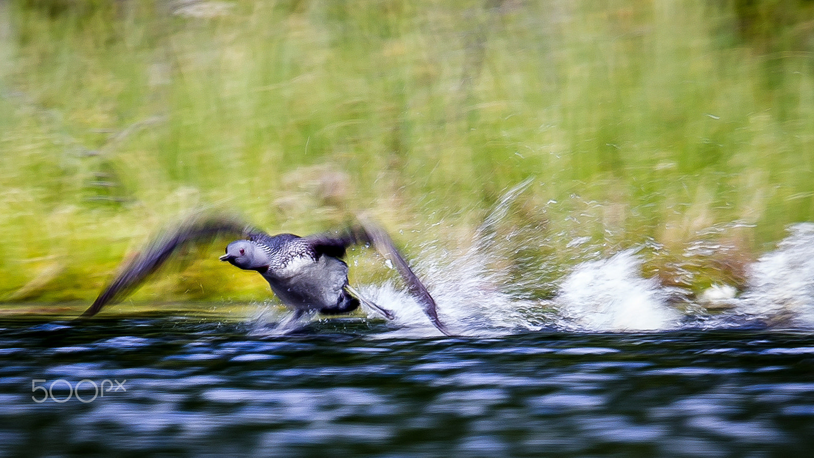 Canon EF 600mm F4L IS II USM sample photo. Red throated diver, finland photography