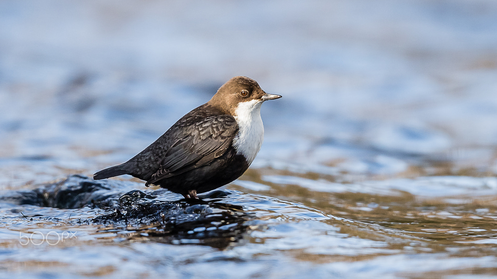 Canon EF 600mm F4L IS II USM sample photo. White-throated dipper, kuusamo, finland photography