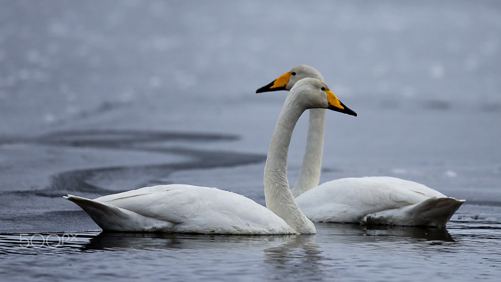 Canon EF 600mm F4L IS II USM sample photo. Whooper swan, kuusamo, finland photography