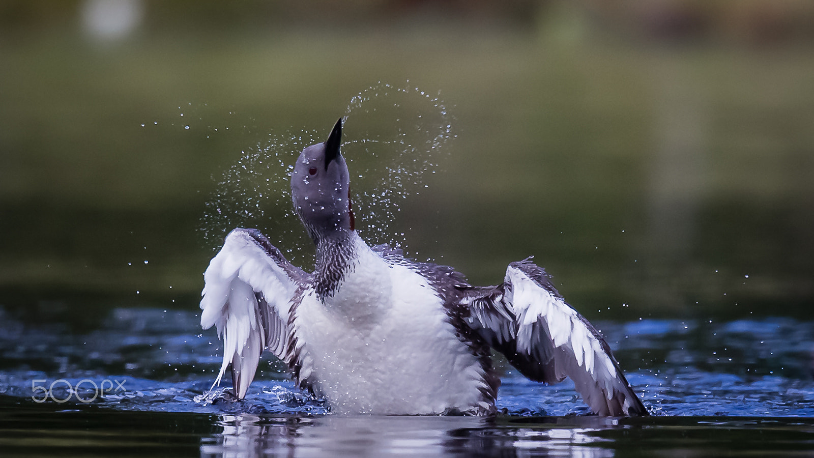 Canon EF 600mm F4L IS II USM sample photo. Red throated diver, finland photography