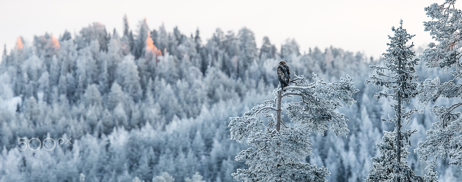Canon EF 600mm F4L IS II USM sample photo. Golden eagle, kuusamo, finland photography