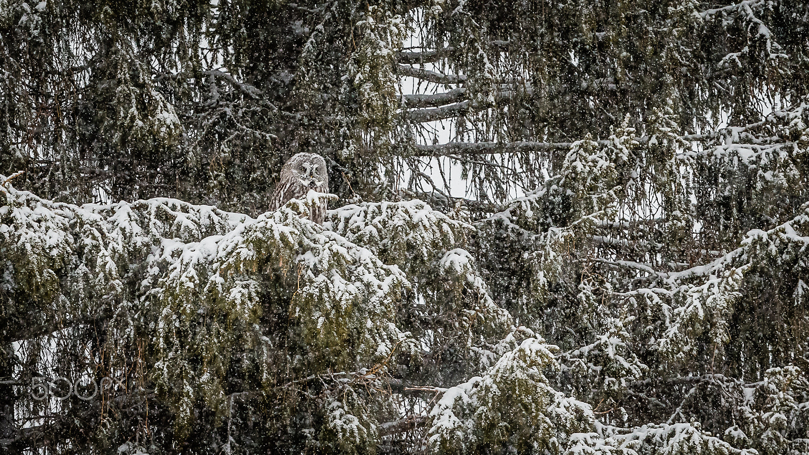 Canon EF 300mm F2.8L IS II USM sample photo. Great grey owl, kuusamo, finland photography