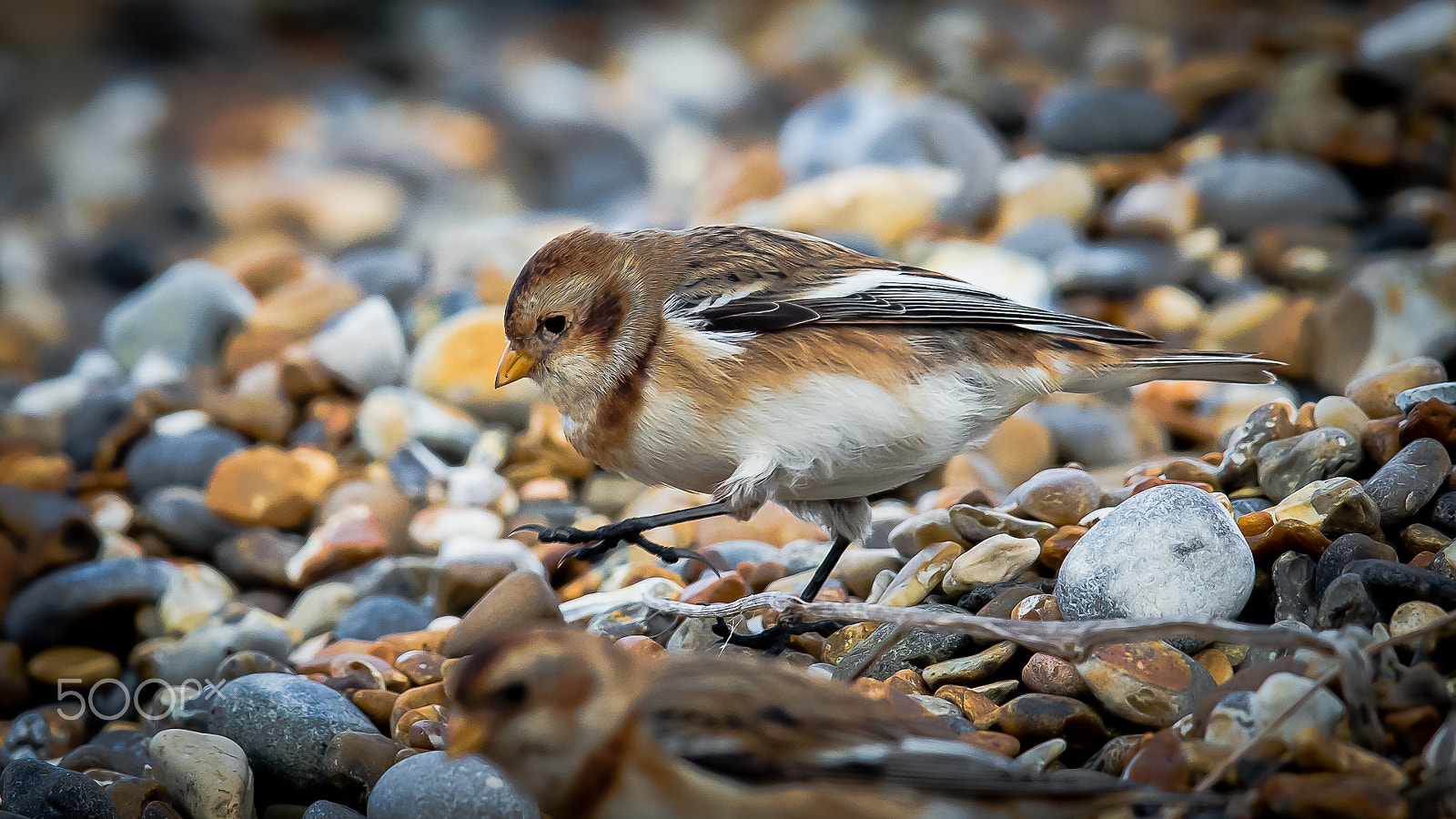 Canon EF 600mm F4L IS II USM sample photo. Snow bunting, norfolk, uk photography