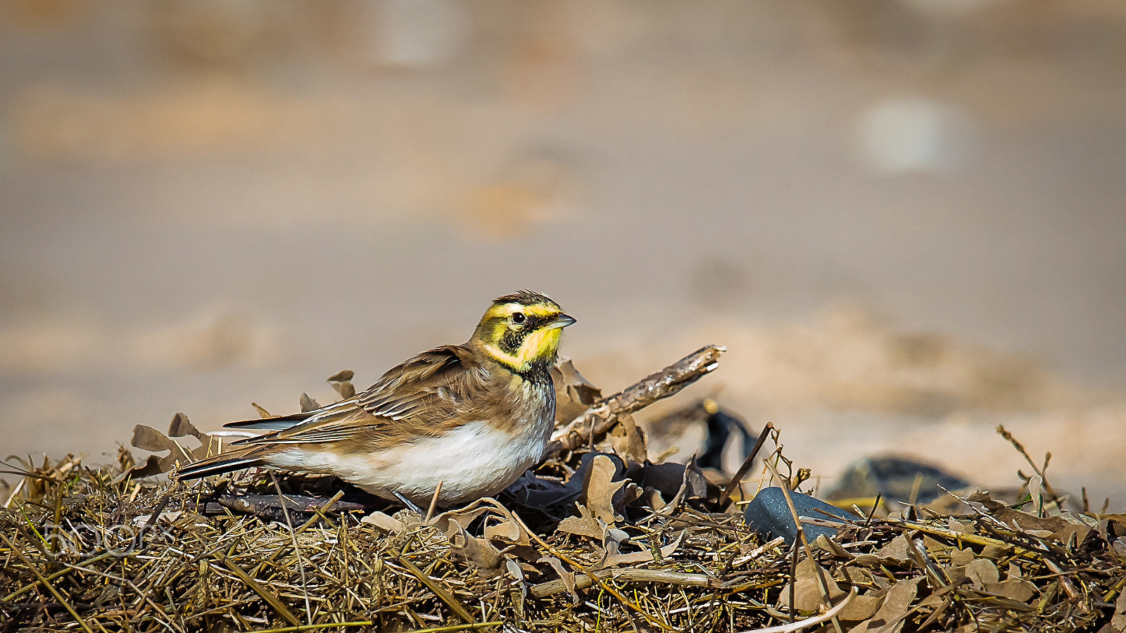 Canon EF 600mm F4L IS II USM sample photo. Shore lark, norfolk, uk photography