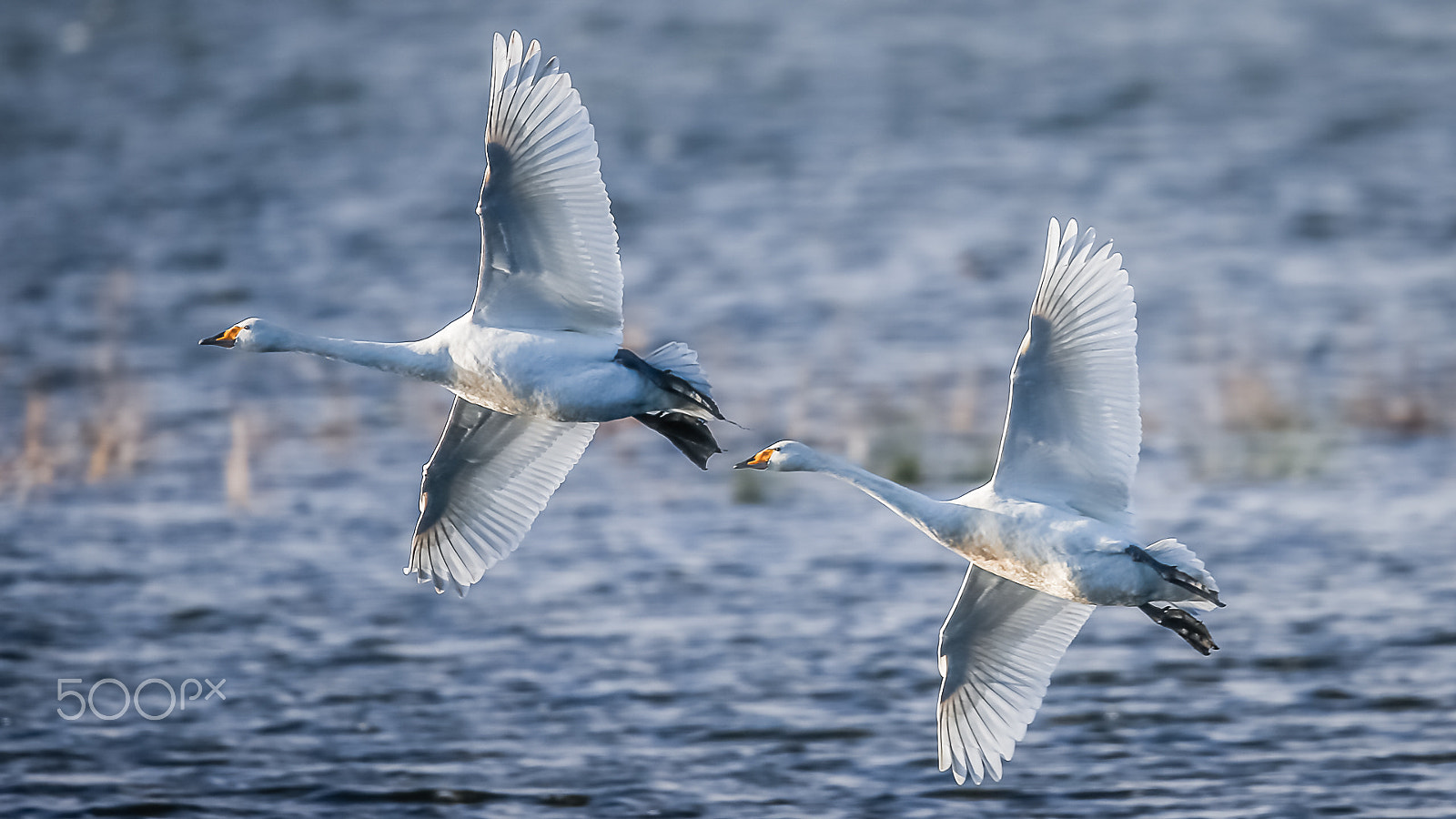Canon EF 600mm F4L IS II USM sample photo. Whooper swan, norfolk, uk photography