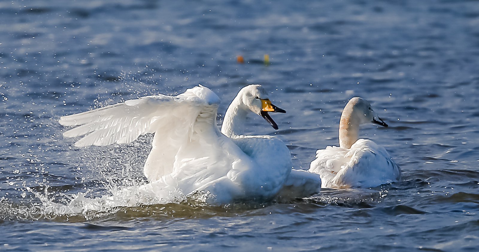 Canon EF 600mm F4L IS II USM sample photo. Whooper swan, norfolk, uk photography