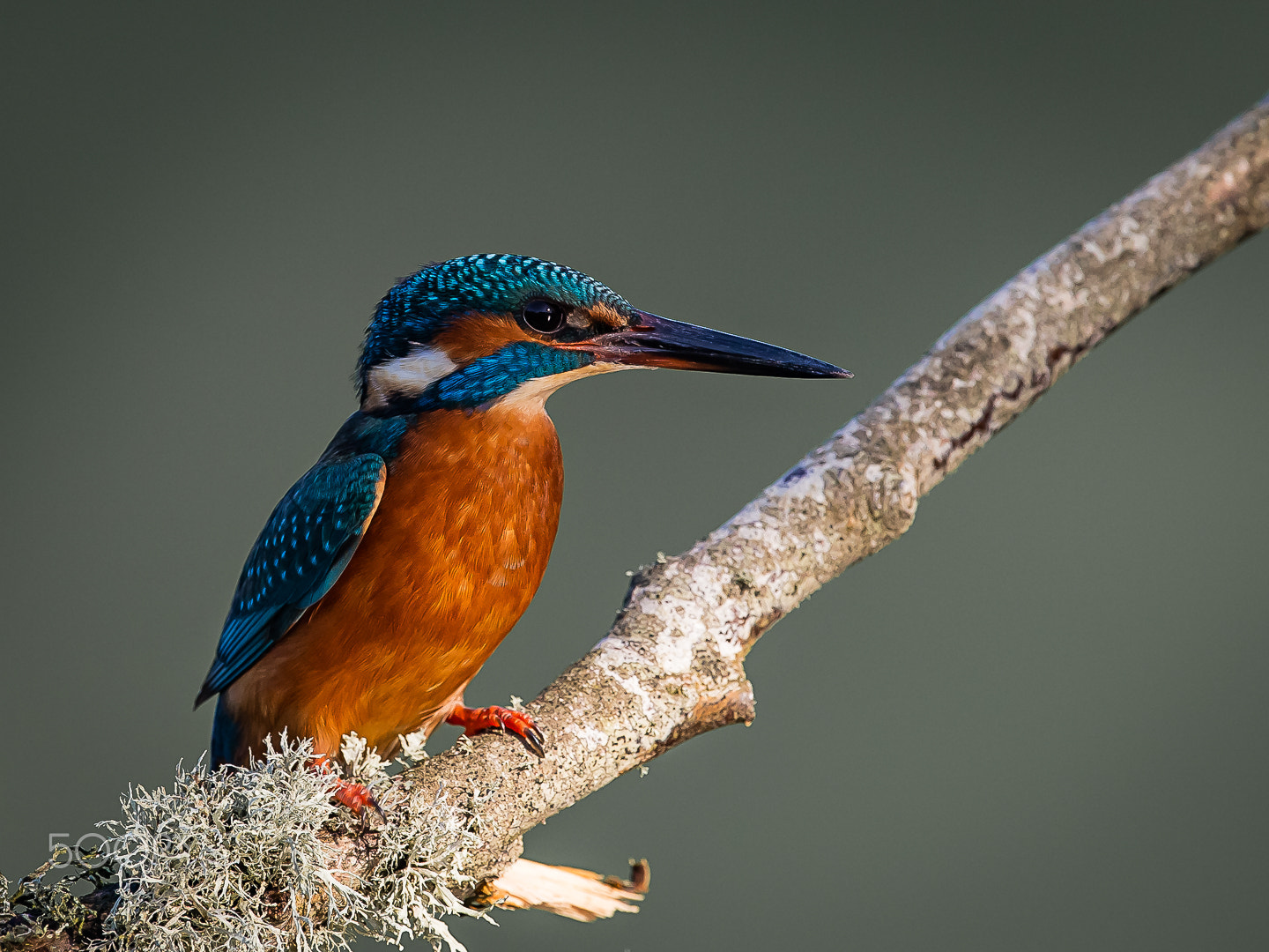 Canon EF 300mm F2.8L IS II USM sample photo. King fisher, wychavon, worcestershire, uk photography