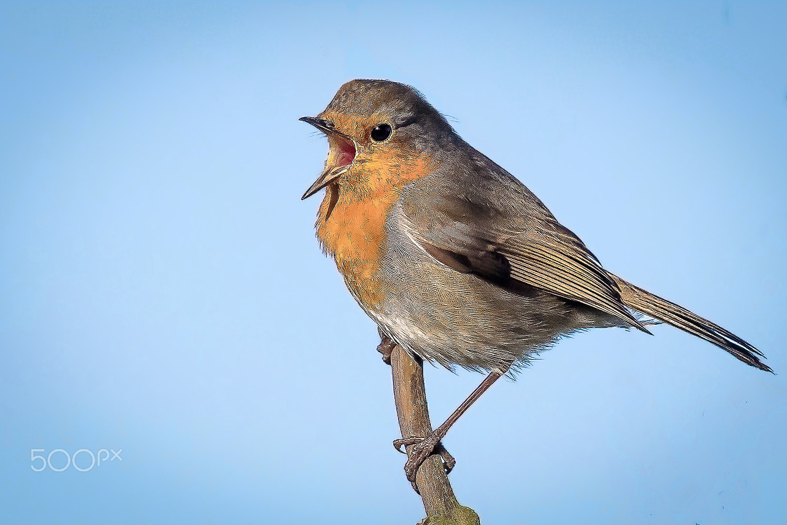 Canon EF 600mm F4L IS II USM sample photo. Robin, norfolk, uk photography