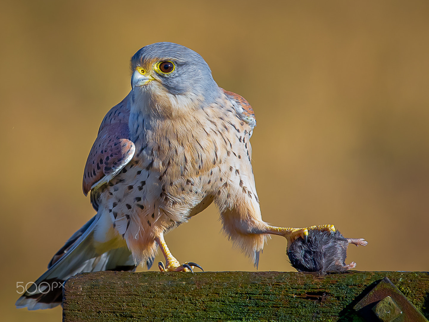 Canon EF 600mm F4L IS II USM sample photo. Common kestrel, wychavon, worcestershire, uk photography