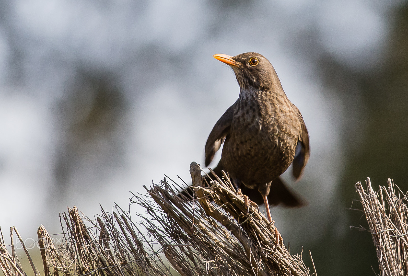 Canon EF 200-400mm F4L IS USM Extender 1.4x sample photo. Eurasian blackbird, sierra morena, spain photography