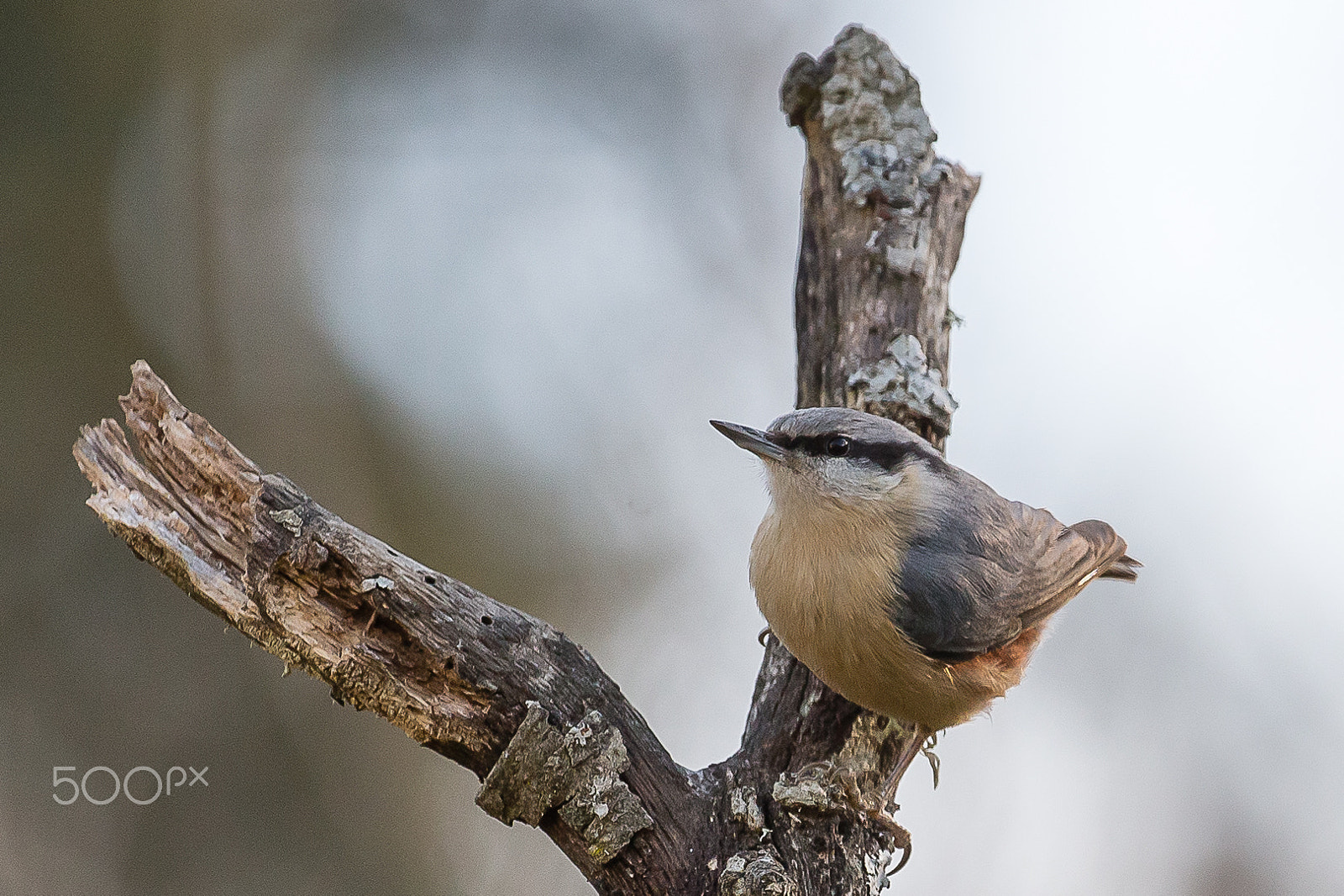 Canon EOS-1D X + Canon EF 200-400mm F4L IS USM Extender 1.4x sample photo. Eurasian nuthatch photography