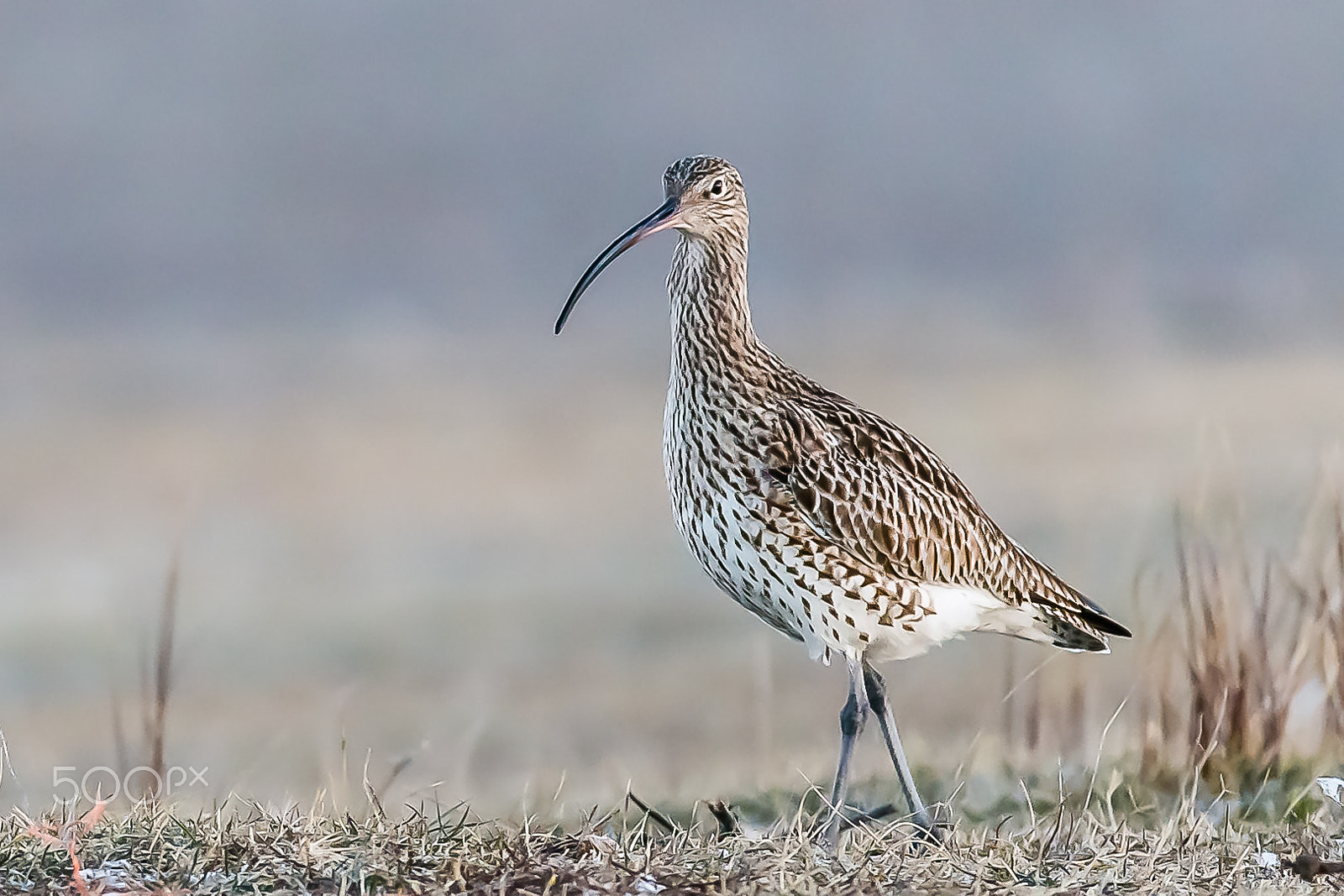 Canon EOS-1D X + Canon EF 200-400mm F4L IS USM Extender 1.4x sample photo. Eurasian curlew, gallocanta, spain photography