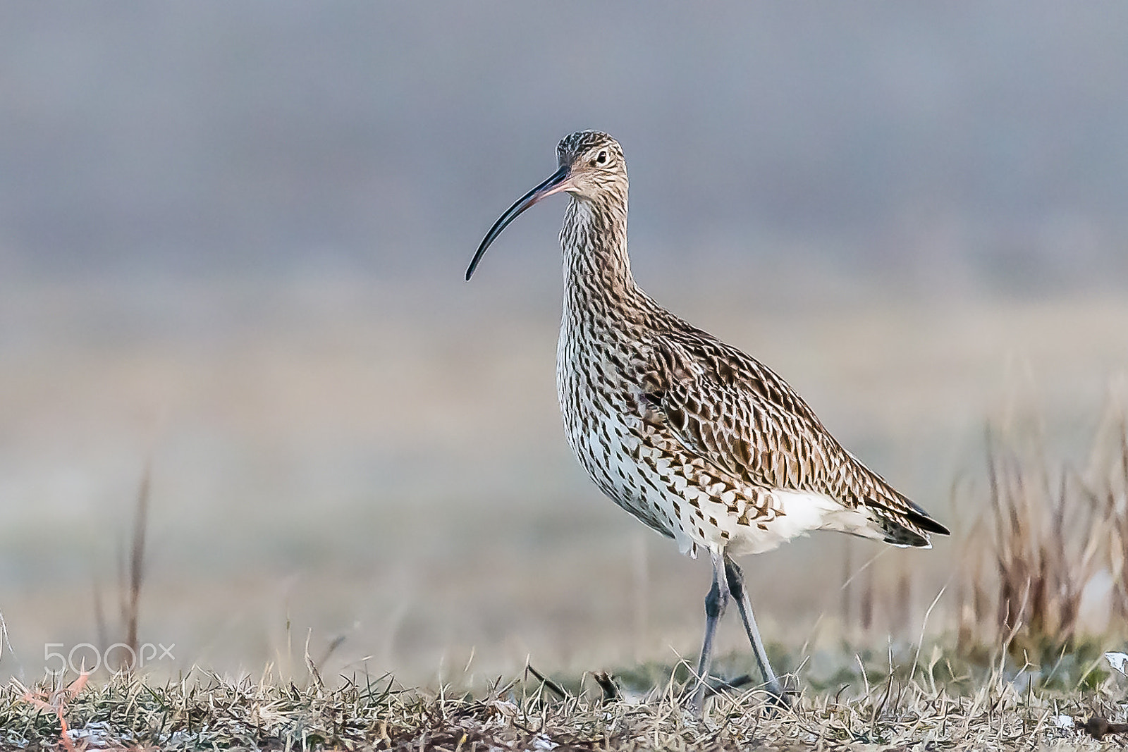 Canon EF 200-400mm F4L IS USM Extender 1.4x sample photo. Eurasian curlew, gallocanta, spain photography