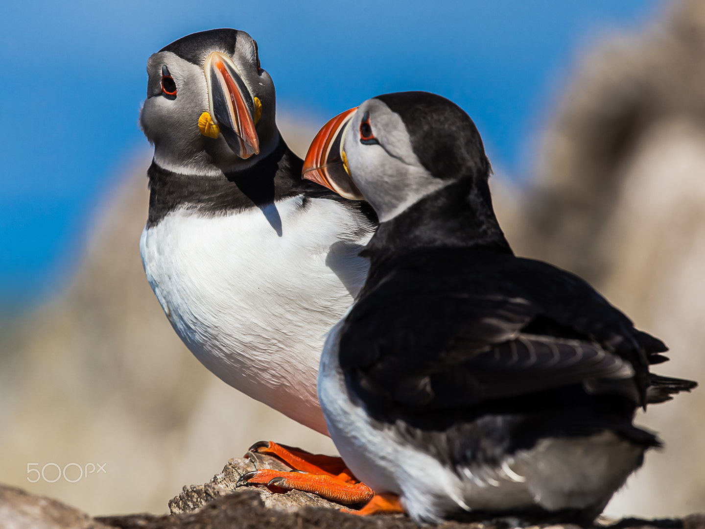 Canon EF 300mm F2.8L IS II USM sample photo. Puffin, hornoya, varanger, norway photography