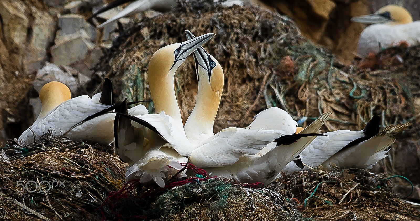 Canon EF 300mm F2.8L IS II USM sample photo. Gannets, båtfjord, varanger, norway photography