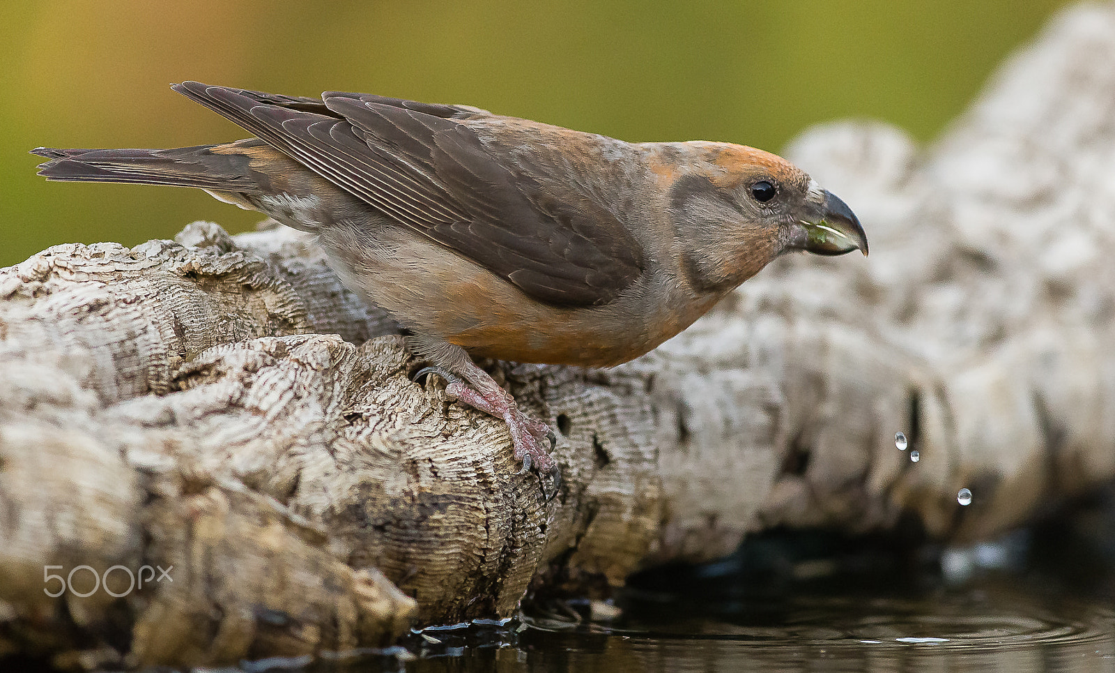 Canon EF 200-400mm F4L IS USM Extender 1.4x sample photo. Common crossbil, sierra moreno, spain photography