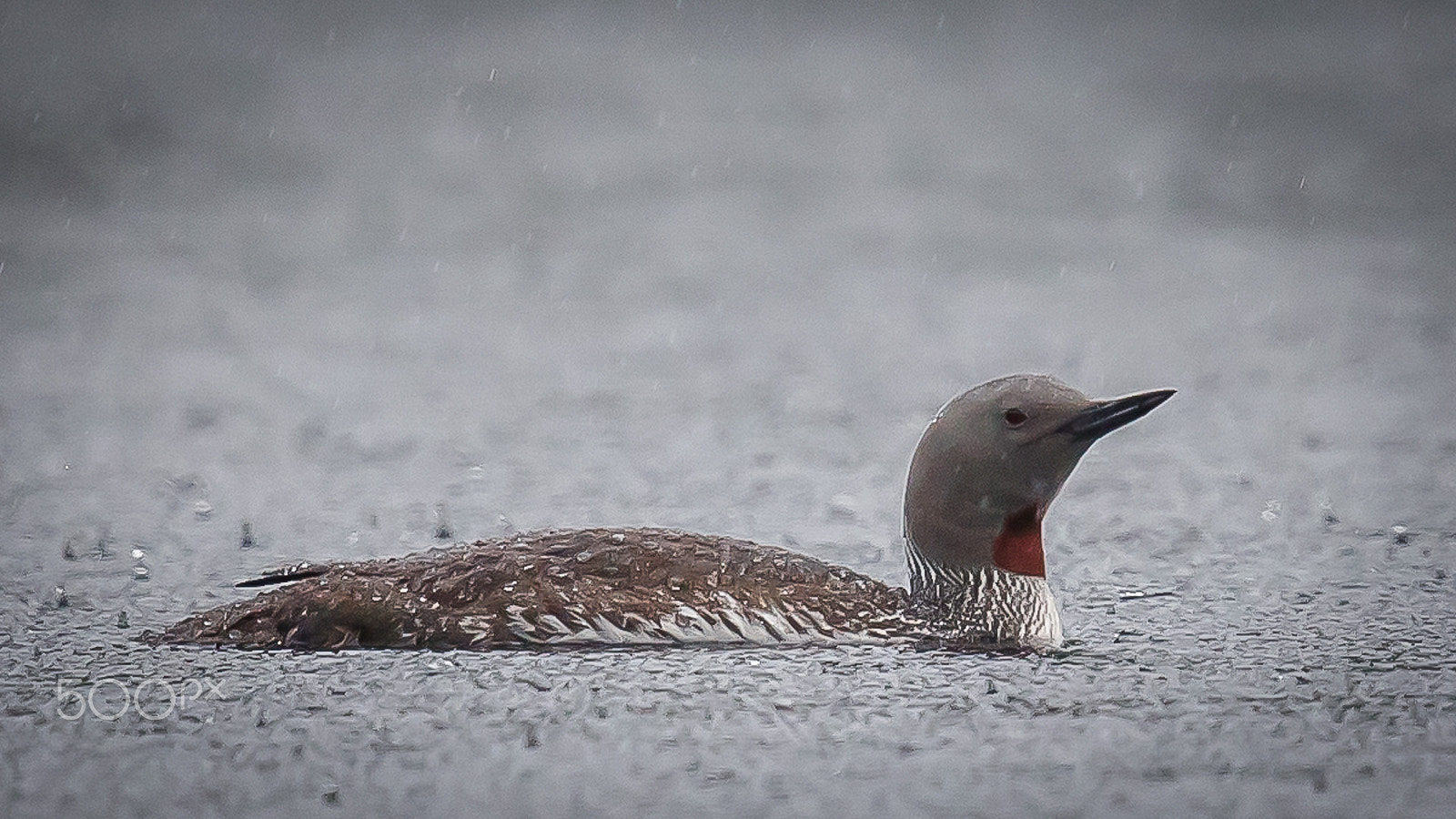 Canon EOS-1D X + Canon EF 600mm F4L IS II USM sample photo. Red throated diver, finland photography