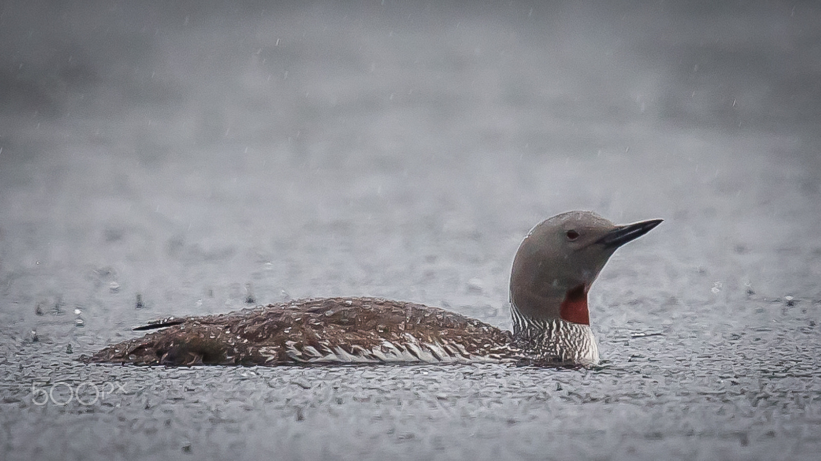 Canon EF 600mm F4L IS II USM sample photo. Red throated diver, finland photography