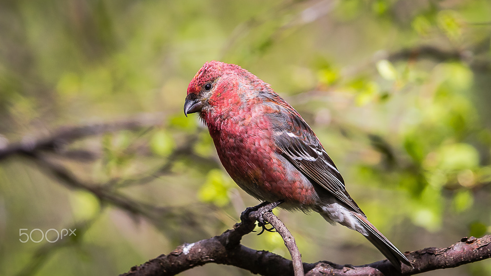 Canon EF 600mm F4L IS II USM sample photo. Pine grosbeak, neljäntuulentupa, finland photography