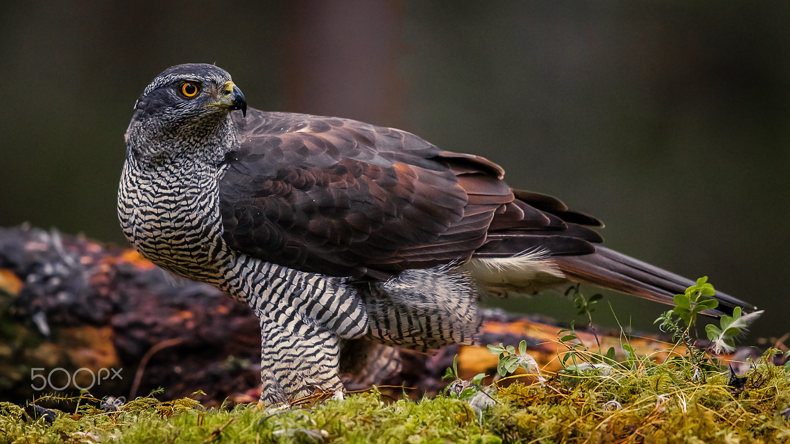 Canon EF 600mm F4L IS II USM sample photo. Goshawk, lauvsnes, norway photography