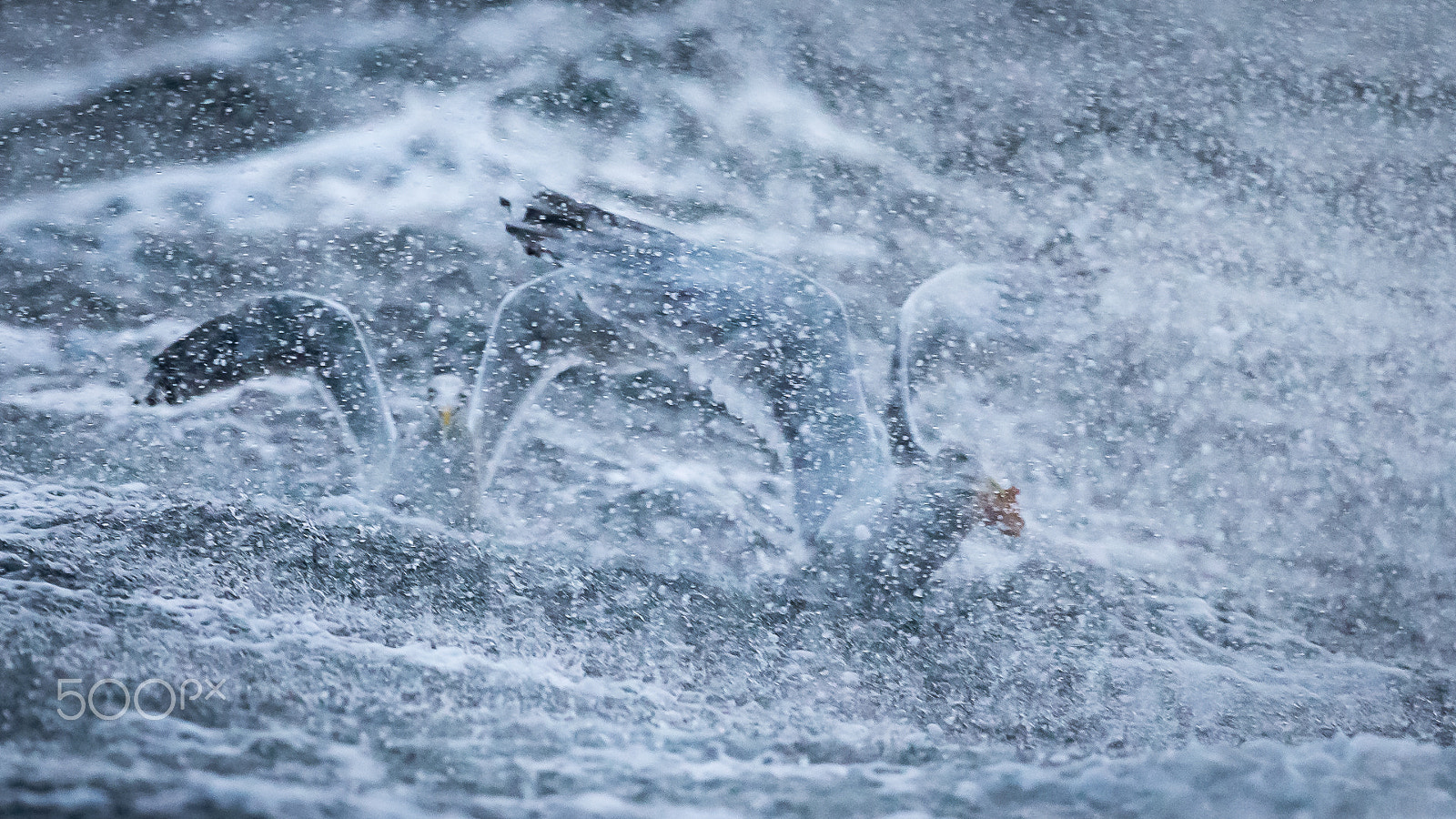 Canon EF 300mm F2.8L IS II USM sample photo. Herring gull, lauvsnes, norway photography