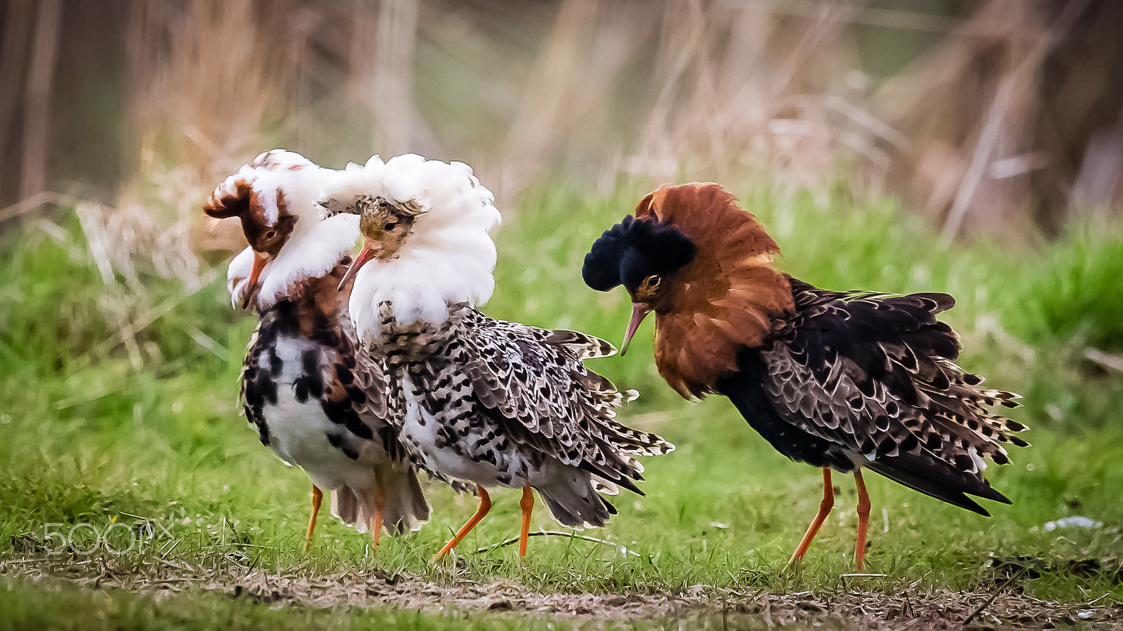 Canon EF 600mm F4L IS II USM sample photo. Ruffs, liminganlahti, finland photography
