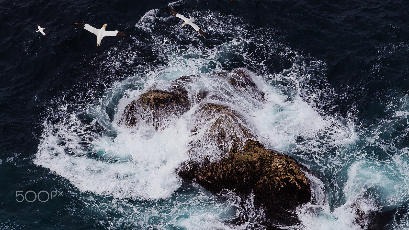 Canon EF 300mm F2.8L IS II USM sample photo. Unst, shetland, uk photography