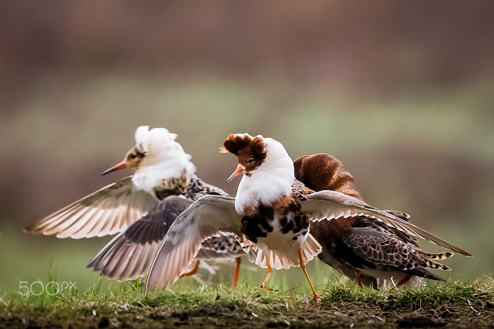Canon EF 600mm F4L IS II USM sample photo. Ruffs, liminganlahti, finland photography