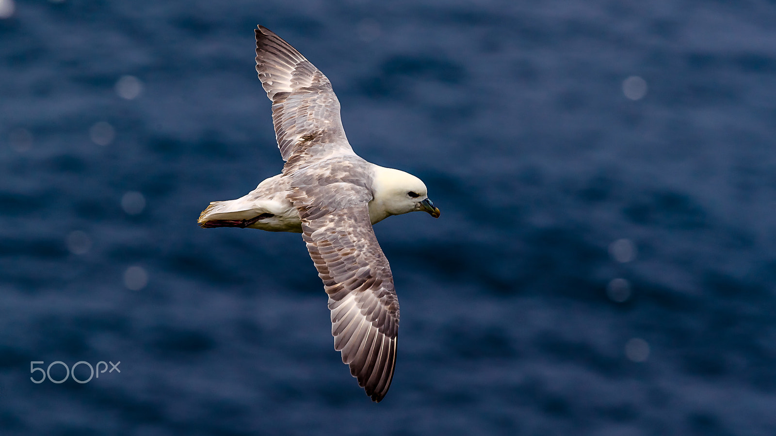 Canon EF 300mm F2.8L IS II USM sample photo. Fulmar, shetland, uk photography