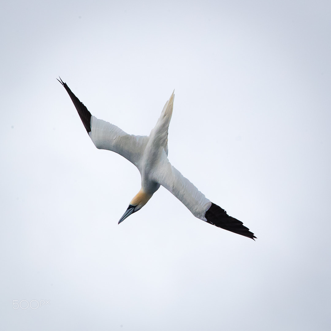Canon EF 300mm F2.8L IS II USM sample photo. Gannet, shetland, uk photography