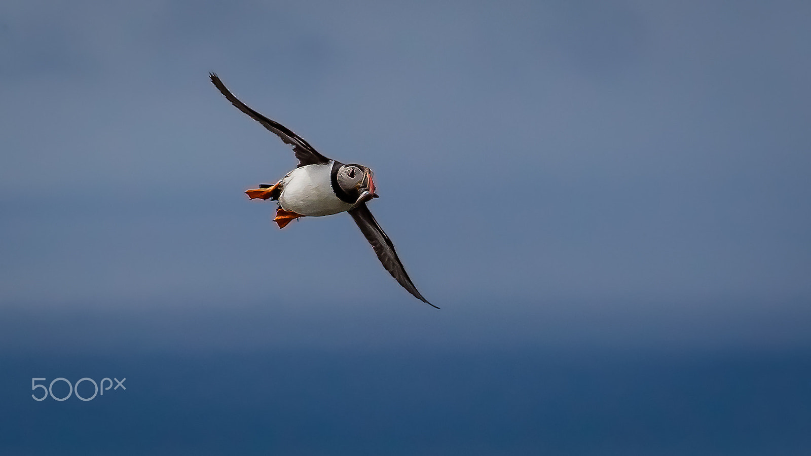 Canon EF 300mm F2.8L IS II USM sample photo. Puffin, shetland, uk photography