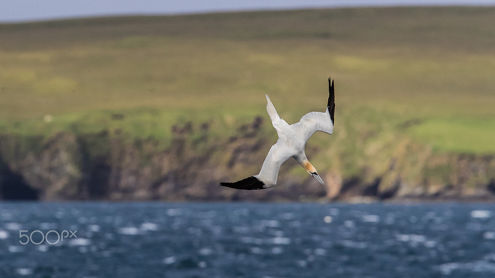 Canon EF 300mm F2.8L IS II USM sample photo. Gannet, shetland, uk photography