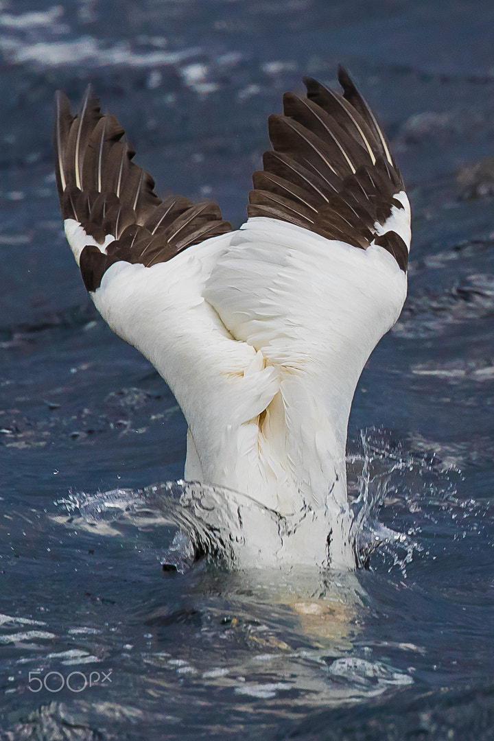 Canon EF 300mm F2.8L IS II USM sample photo. Gannet, shetland, uk photography