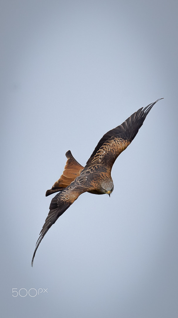 Canon EF 600mm F4L IS II USM sample photo. Red kite, gigrin´s farm, wales, britain photography