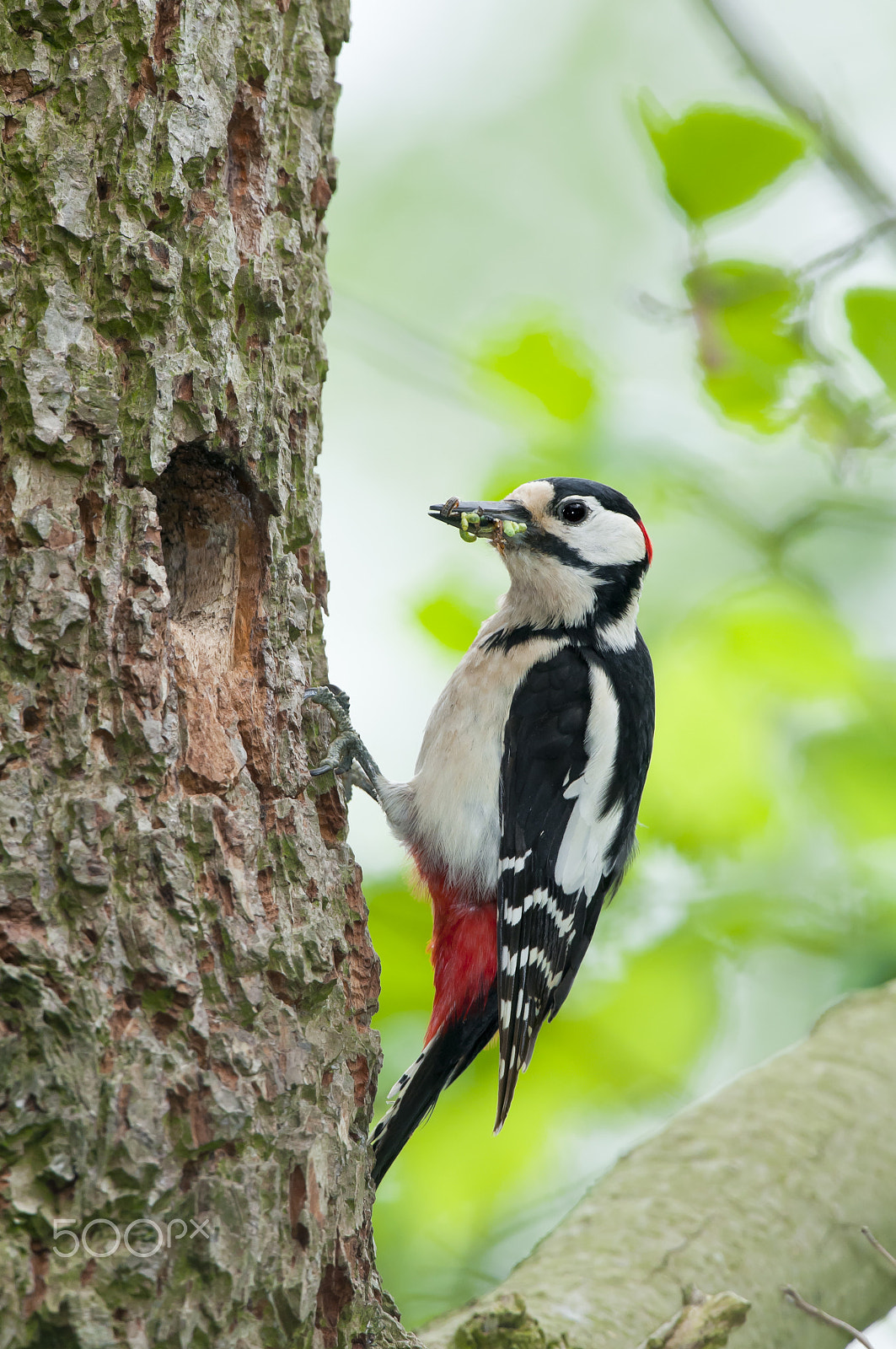 Nikon D300 + Nikon AF-S Nikkor 500mm F4G ED VR sample photo. Buntspecht, picoides major, greater woodpecker photography