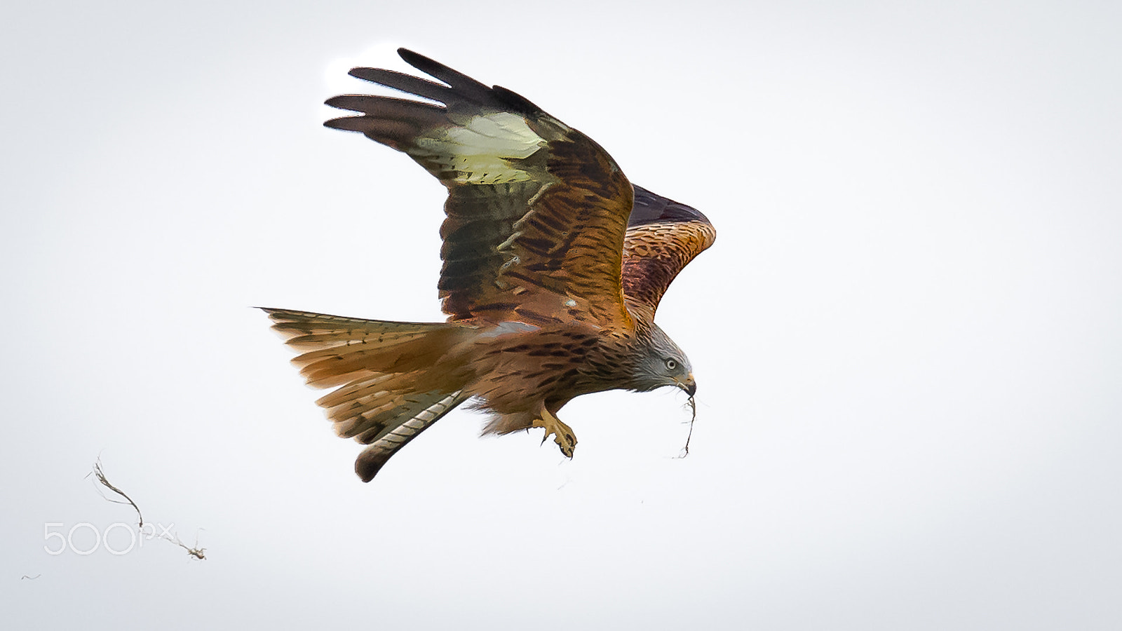 Canon EF 600mm F4L IS II USM sample photo. Red kite, gigrin´s farm, wales, britain photography