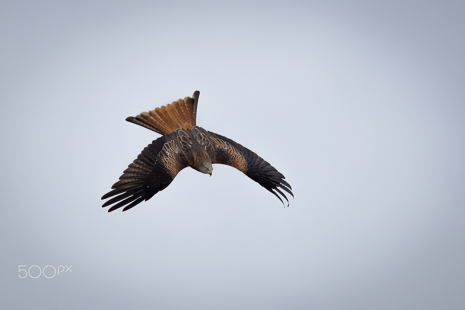 Canon EF 600mm F4L IS II USM sample photo. Red kite, gigrin´s farm, wales, britain photography