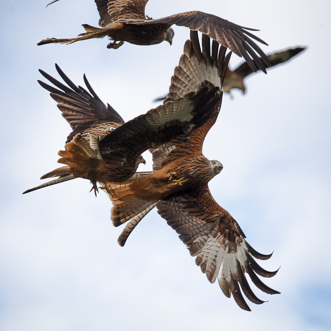 Canon EF 300mm F2.8L IS II USM sample photo. Red kite, gigrin´s farm, wales, britain photography