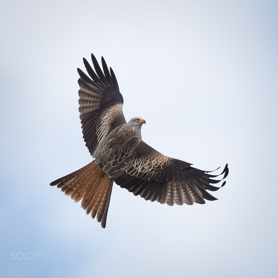 Canon EF 300mm F2.8L IS II USM sample photo. Red kite, gigrin´s farm, wales, britain photography
