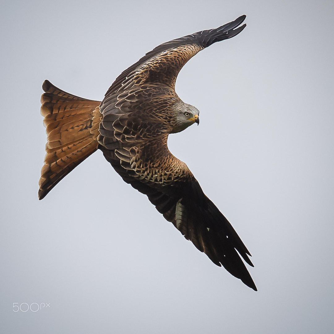 Canon EF 600mm F4L IS II USM sample photo. Red kite, gigrin´s farm, wales, britain photography