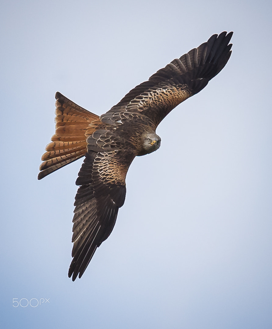 Canon EF 600mm F4L IS II USM sample photo. Red kite, gigrin´s farm, wales, britain photography