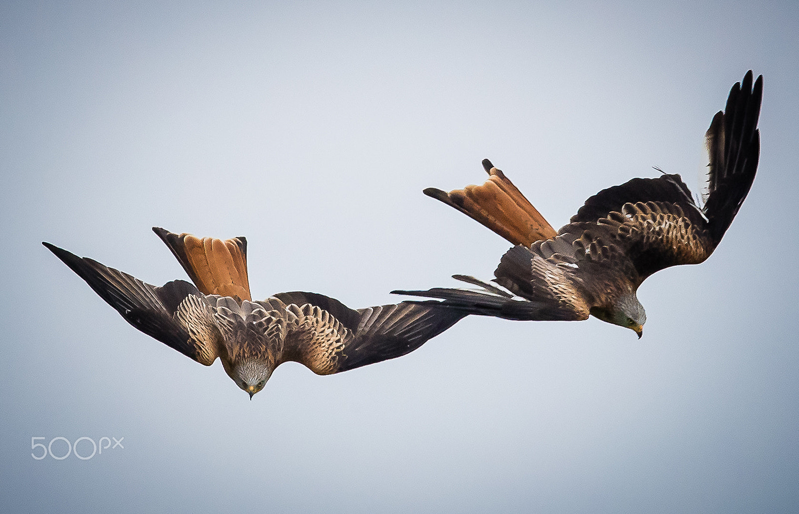 Canon EF 300mm F2.8L IS II USM sample photo. Red kite, gigrin´s farm, wales, britain photography
