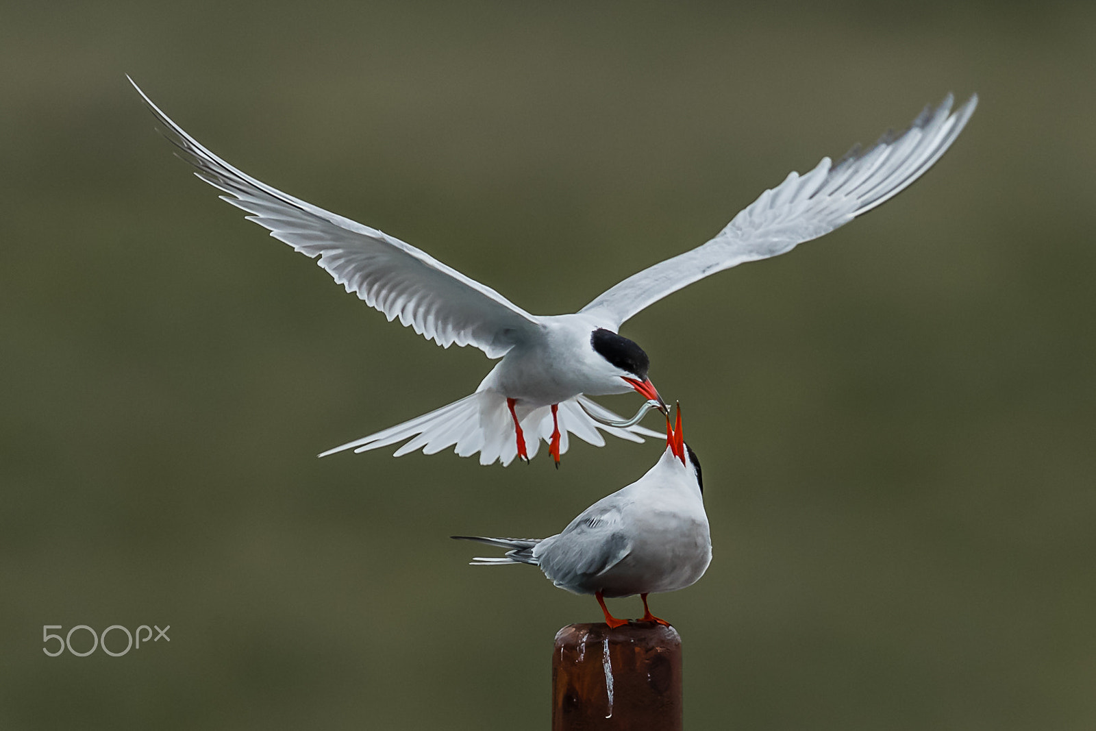 Canon EF 300mm F2.8L IS II USM sample photo. Common tern, shetland, uk photography