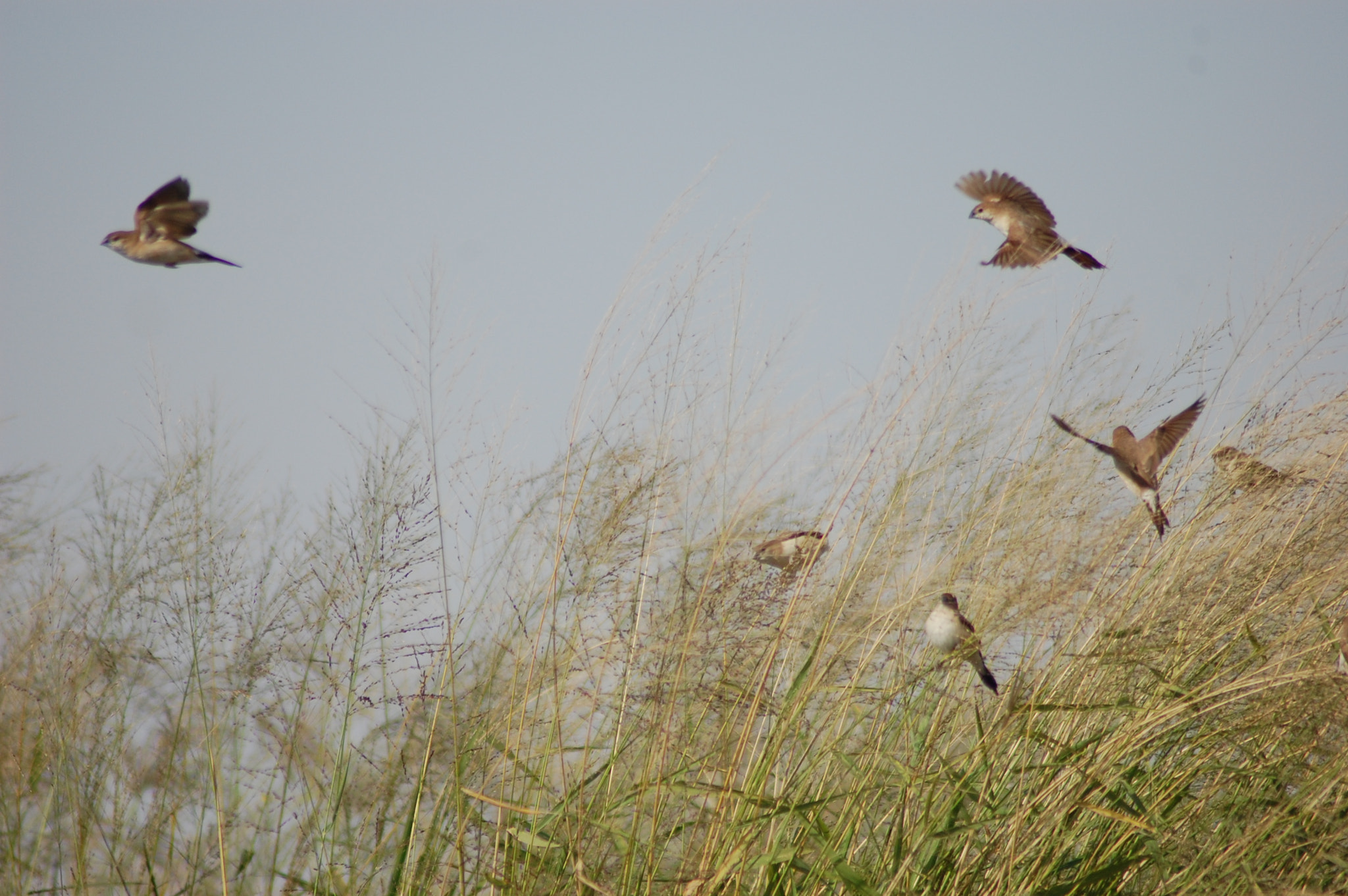 Nikon AF Nikkor 70-300mm F4-5.6G sample photo. Little birdies... photography