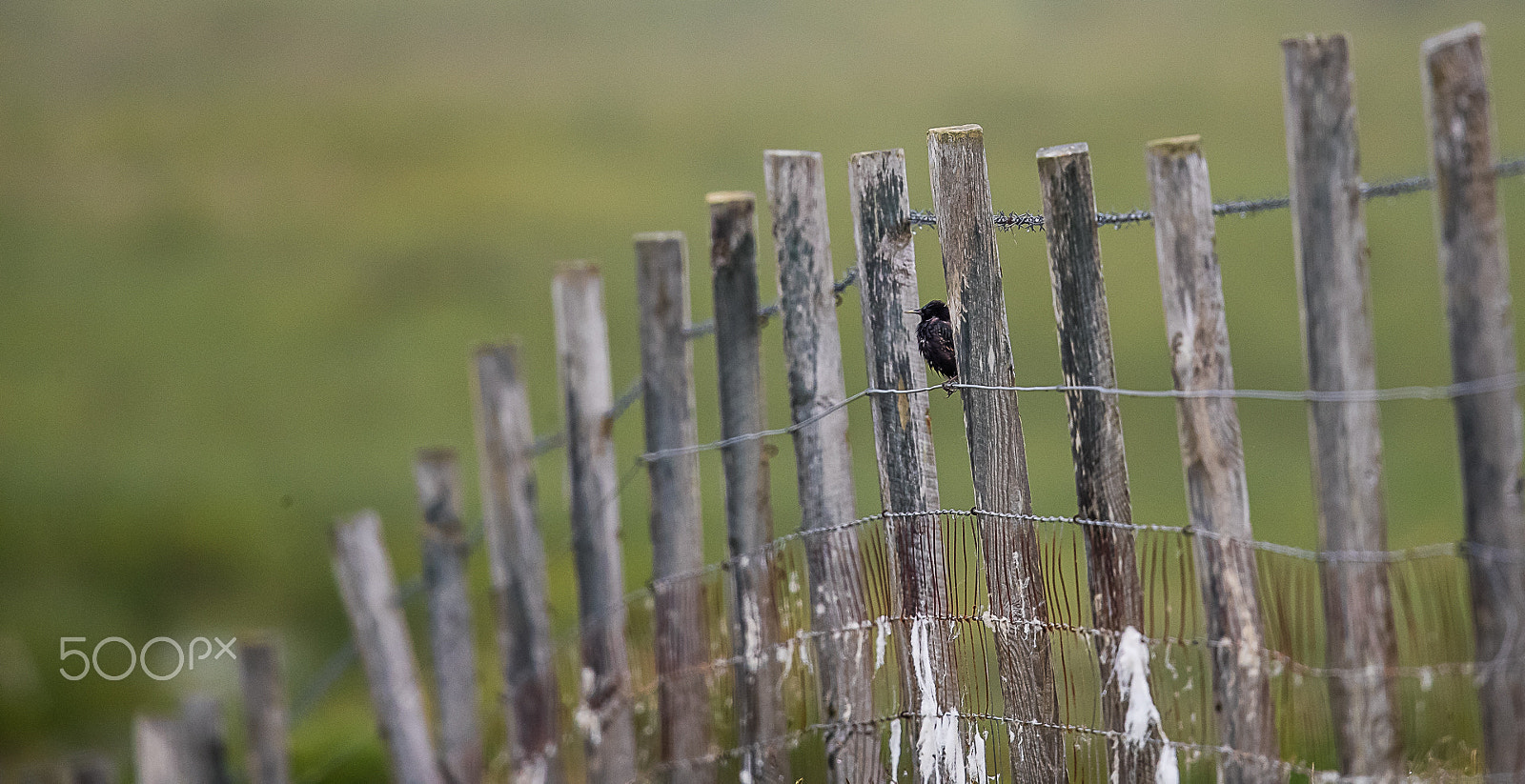 Canon EF 600mm F4L IS II USM sample photo. Starling, shetland, uk photography